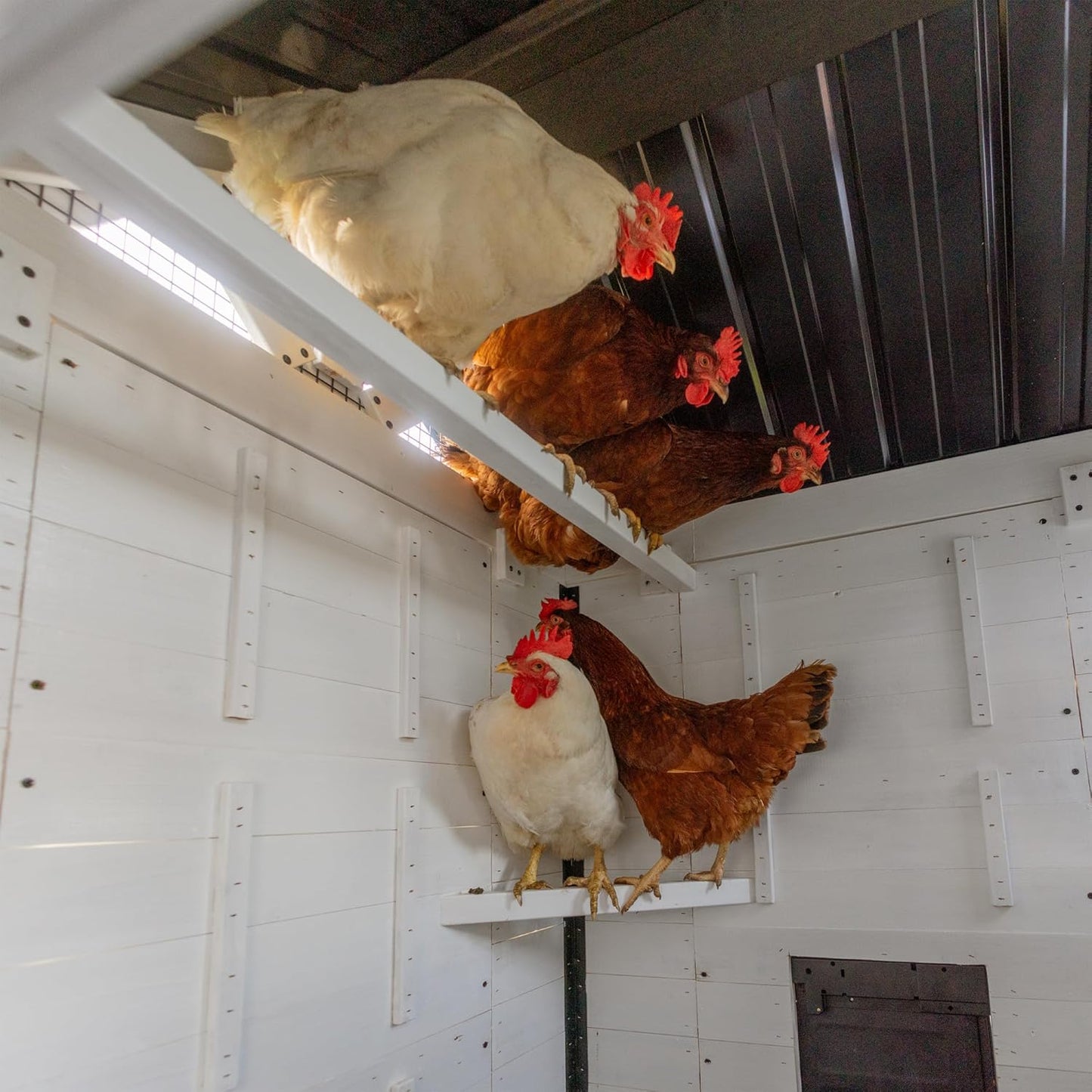 Backyard Discovery Sweetwater Cedar Chicken Coop